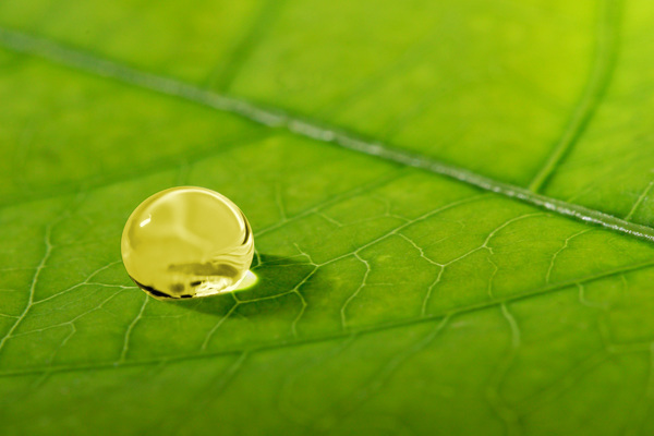 Olio vegetale esausto